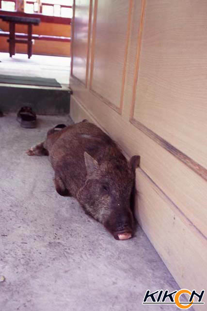 台湾　廬山温泉、露天風呂の番台の床で猪（豚？）が横たわっている