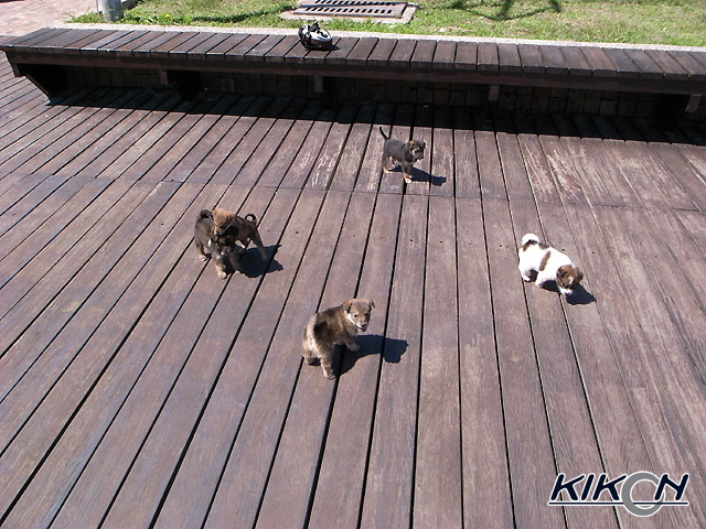 デッキ状の通路の上に4匹の子犬、茶色や、白に茶のぶちなどの体色