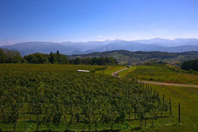 ワイナリーの葡萄畑、遠くに山並みが見える