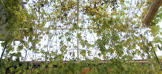 ゴーヤのグリーンルーム内から上を見上げたところ