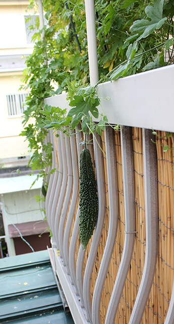 バルコニーの外にゴーヤの実が成っている
