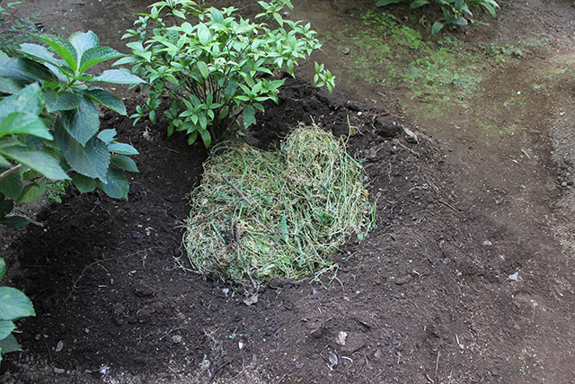 地面にゴーヤのつるを埋めたところ、穴に枯れたゴータのつるが入っている