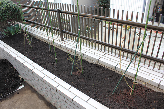 白タイル張りの花壇に植えられたブルーベリーの苗、同じく支柱に結ばれている