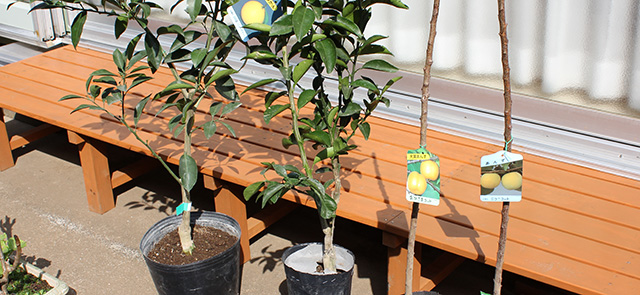 プランターに土が入っている