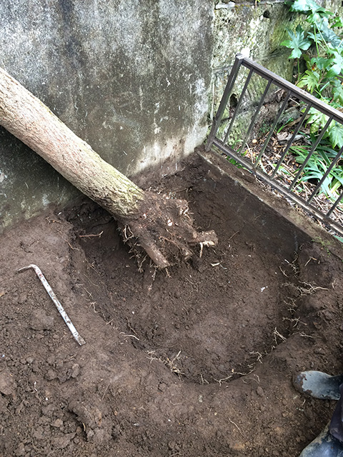 掘り起こし、横倒しになった銀杏（イチョウ）の木