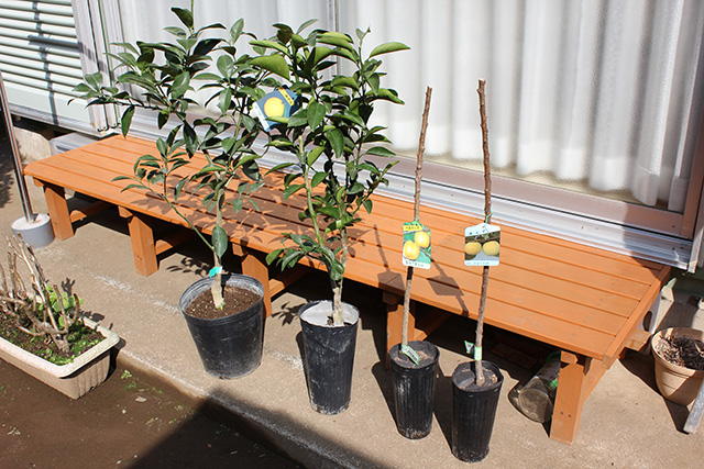 家の濡れ縁の前に甘夏、日向夏、サニーコット、ニコニコットの苗木がならんでいる