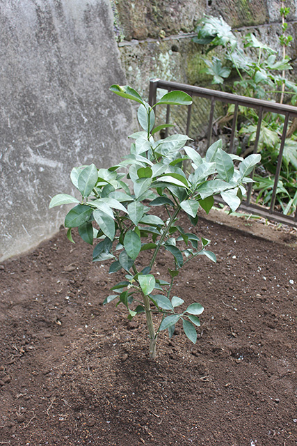 地面に甘夏の苗が植えられている