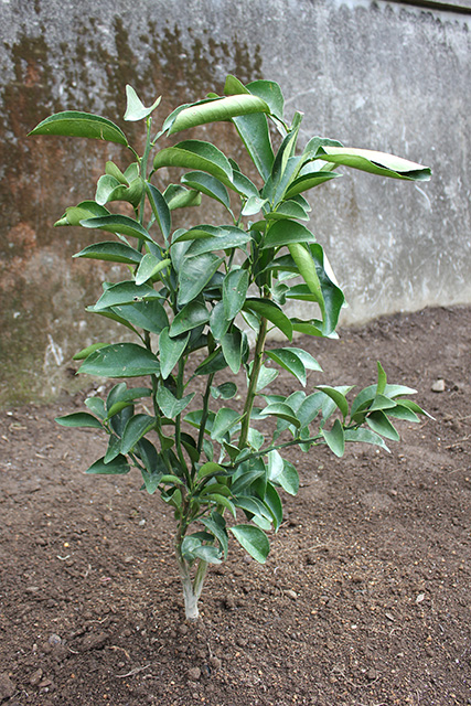 地面に日向夏の苗が植えられている