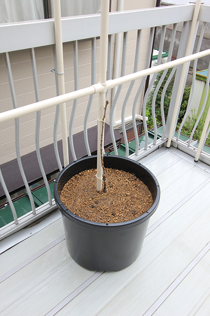 発芽したぶどうの芽を支柱に沿わせている