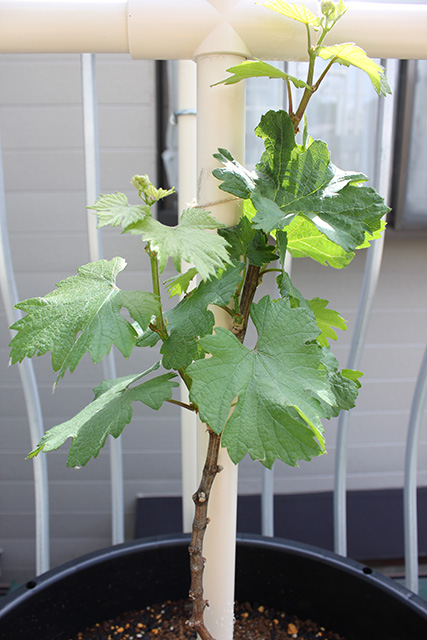 ぶどうの苗が枝分かれして葉が十数枚程度までふえている