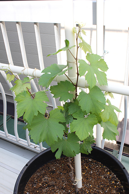 枝分かれした蔓の左側を横の支柱に、右を縦の支柱に沿わせてひもで縛っている