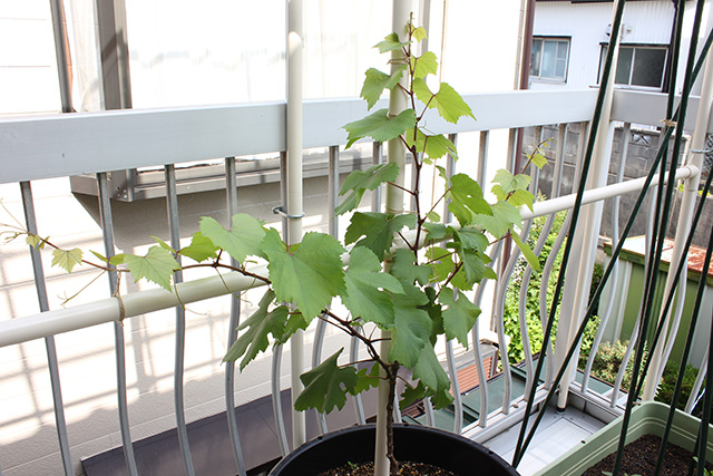 ぶどう苗が3方向に蔓を伸ばし、葉の数が数十枚程にふえている