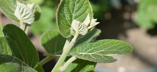 植え付けて3週間後後の、キウイ「東京ゴールド」の苗