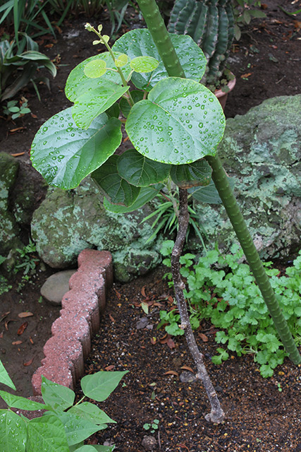 植えて2ヶ月半後の「孫悟空」の苗、40〜50センチ程に伸びている