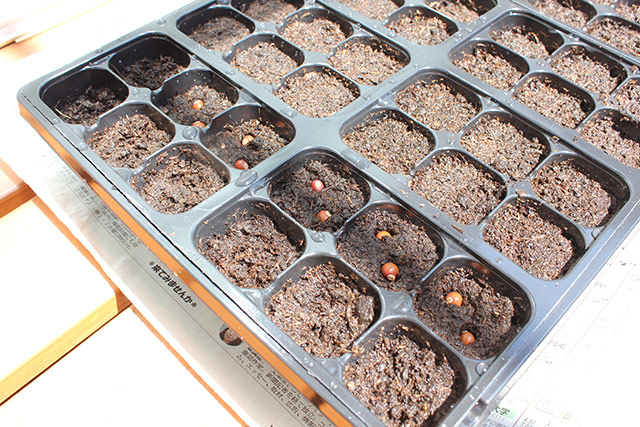 種まきトレーに植えられているシカクマメの種