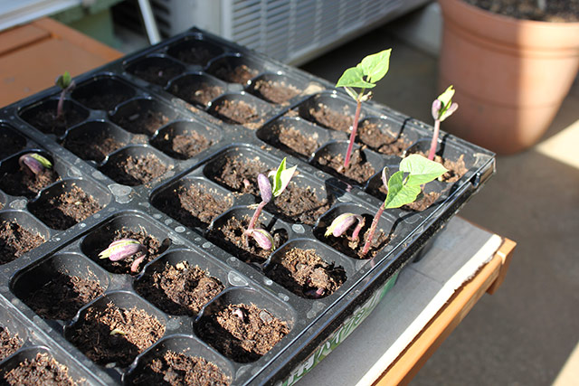 つるありインゲン（ハイブシ）のトレーから数本発芽している
