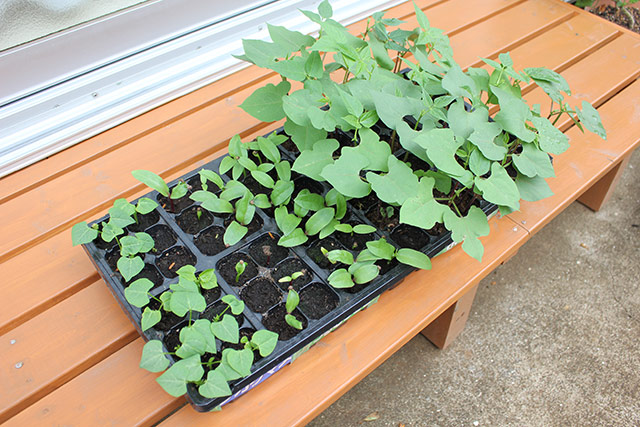 トレーは生育状態に差がでている、シカクマメ、つるむらさきのトレーはほぼ双葉の状態の芽。つるありインゲンには本葉の出ている苗がかなり多い