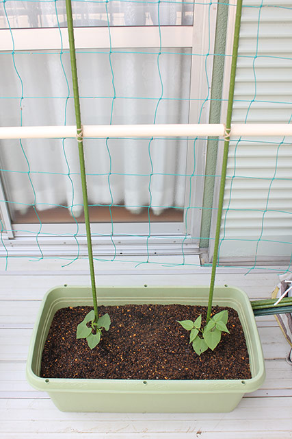 プランターに移植されたつるありインゲンの苗