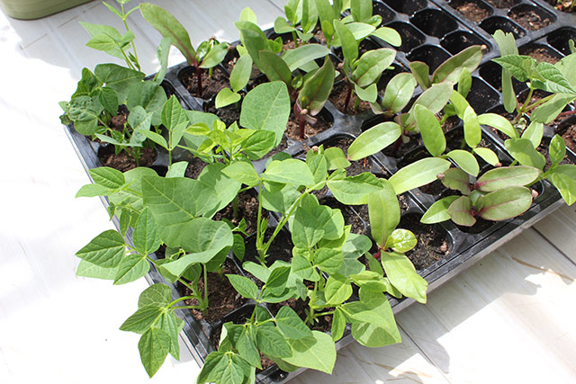 トレーの中で本葉の出ているシカクマメとつるむらさきの芽
