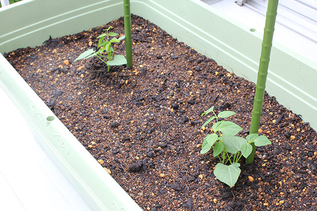 プランターに植えられたシカクマメの苗