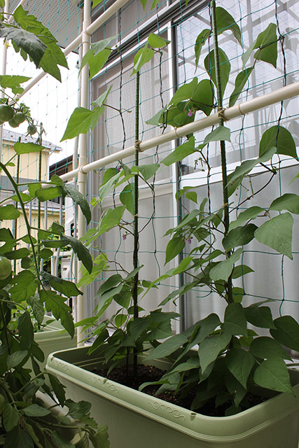 人の身長程に伸びたつるありインゲン（ハイブシ）