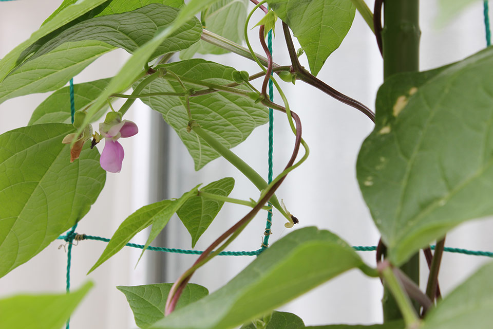 数多くの葉が茂っている、つるありインゲンに花がついている