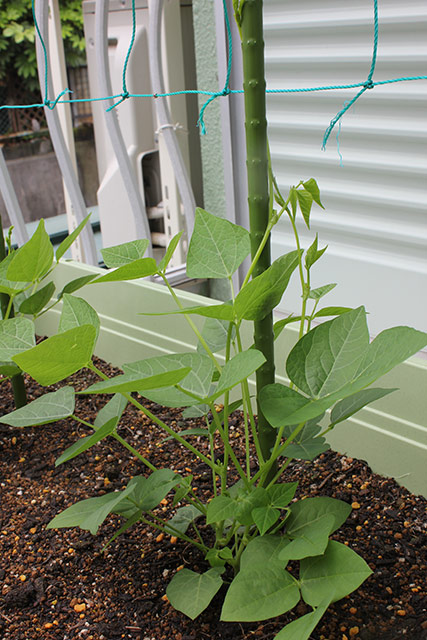 シカクマメの苗が多くの葉をつけ、つるが支柱にからみかかっている