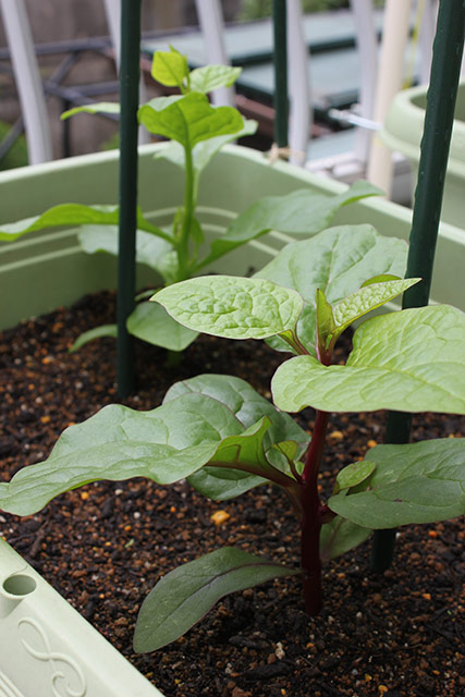 つるむらさきの苗が多くの葉をつけ、つるが支柱にからみかかっている