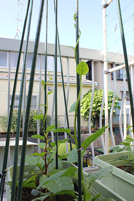 支柱にからみながら伸びている、つるむらさきの苗