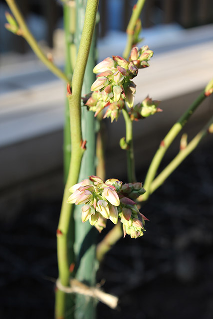 ブリジッタの苗木から新芽が芽吹いている