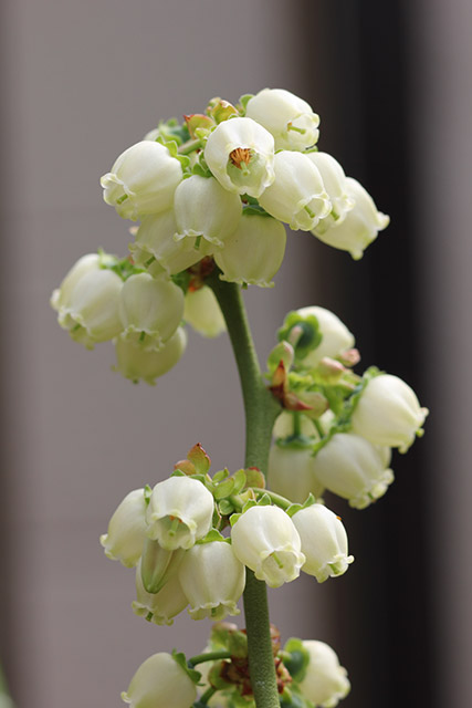 デューク・枝先に小さい白い花がたくさん咲いている