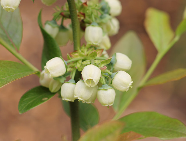 パトリオット・球形状の小さい白い花がいくつか咲いている