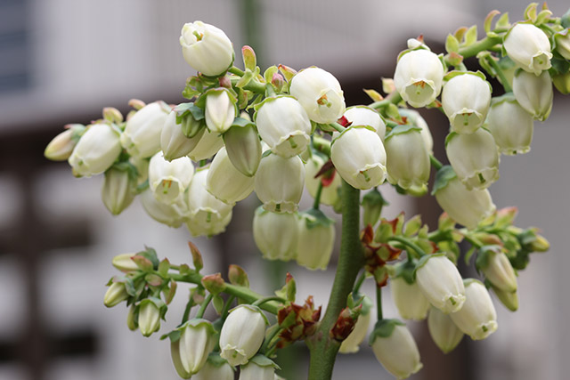 ブルークロップ・分かれた枝先に小さい白い花が数多く咲いている