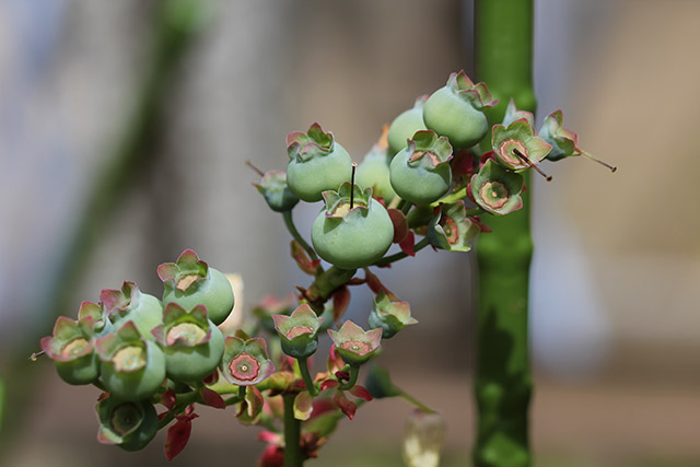 ブルークロップ・枝先に緑色の小さい実が十個程なっている。