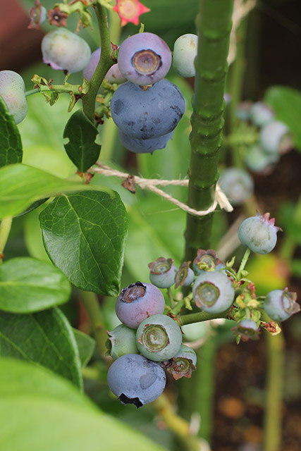 デューク・一つの枝に成熟した大きな実と成長途中の小さな実が混在している