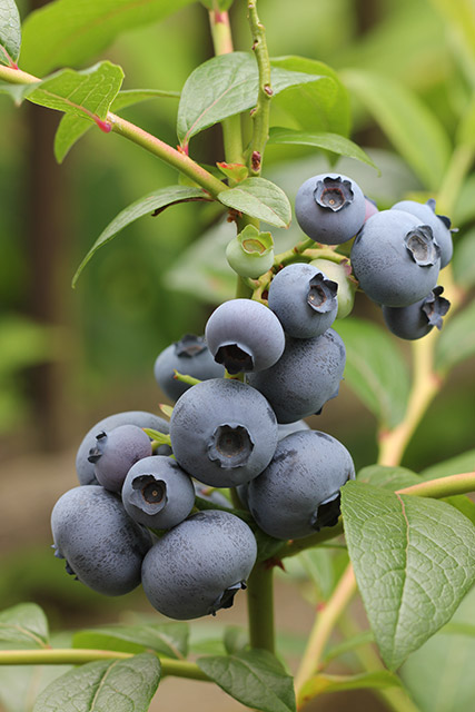 パトリオット・大きな実がいくつかかたまってなっている