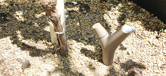 樹の根元、地面に小枝の形を模した「Flower Power」の端末が刺さっている