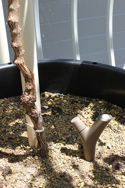 葡萄（シャルドネ）の樹の根本の脇の地面に「Flower Power」端末が刺さっている