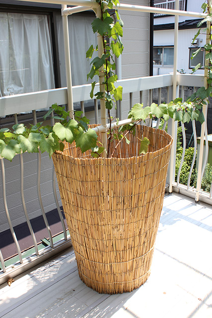 ポッドの周りに葦簀が巻かれ、樹の根元が日陰になるようになっている
