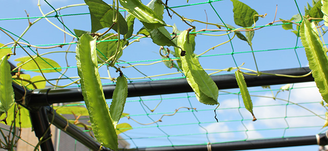 青空の下、棚にシカクマメの実がなっている　拡大写真