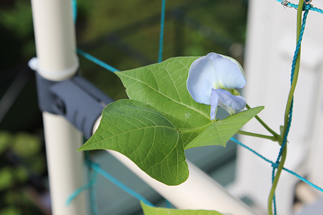 葉のもとの方にシカクマメの水色の花が咲いている
