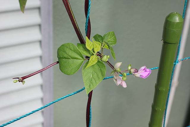 枝分かれした蔓の先に薄いピンクのつるありインゲンの花が咲いている