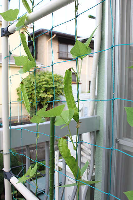 いくつかの豆が、大きくなっている