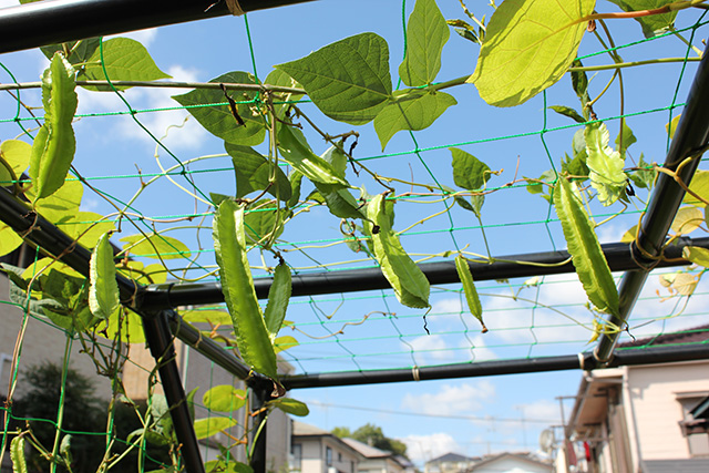 青空の下、棚にのびたシカクマメの蔓にいくつもの実が成っている
