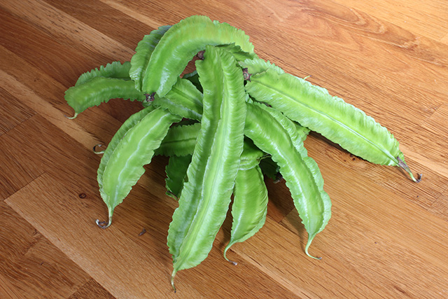 床の上にいくつかのシカクマメが置かれている