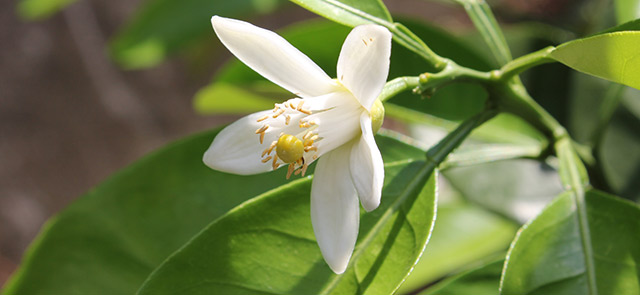 甘夏の白い花が咲いている