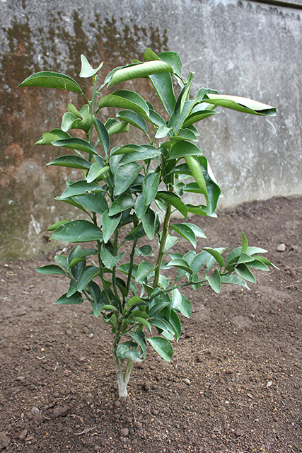 植えられている日向夏の苗木