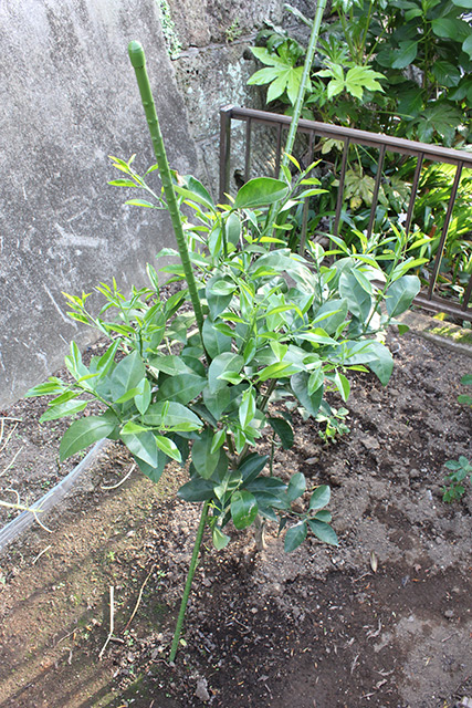 甘夏の苗木から数多くの新芽がでている