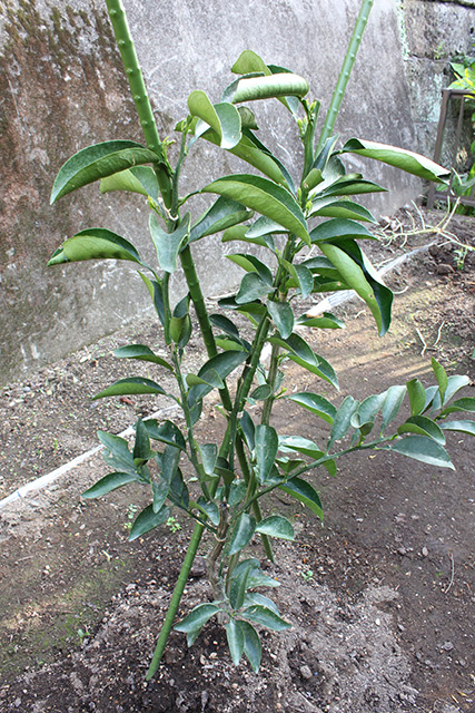 新芽があまりでていない状態の日向夏の苗木