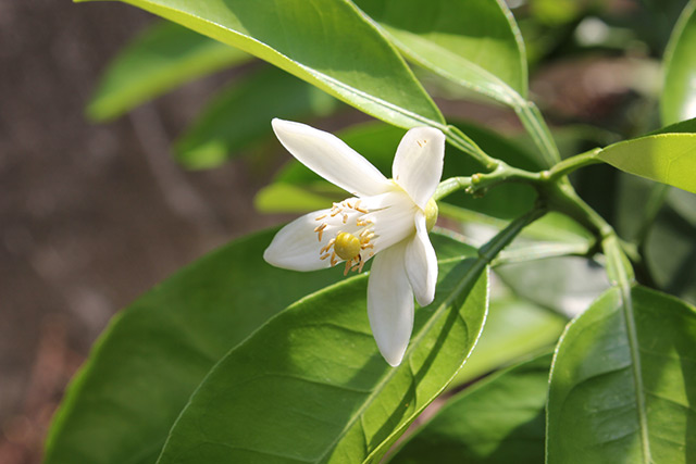 甘夏の白い花が咲き始めている